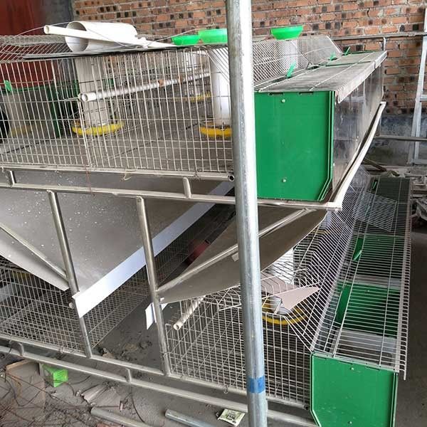 Heißes eingetaucht galvanisiert 24 Zellbauernhof-Kaninchen-Käfig mit automatischem Reinigungs-System